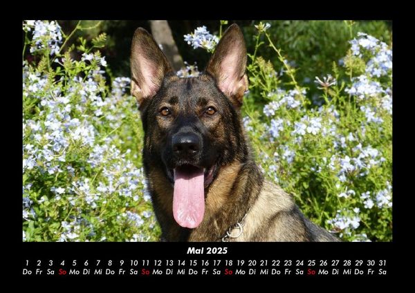 Produktbild: Hundezauber 2025 Fotokalender DIN A3