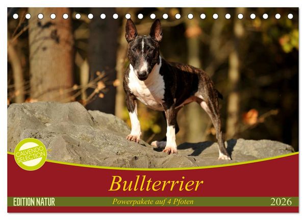 Produktbild: Bullterrier, Powerpakete auf 4 Pfoten (Tischkalender 2026 DIN A5 quer), CALVENDO Monatskalender