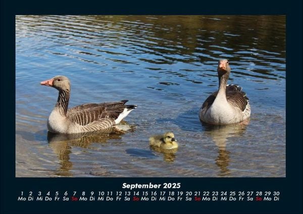 Produktbild: Enten 2025 Fotokalender DIN A4