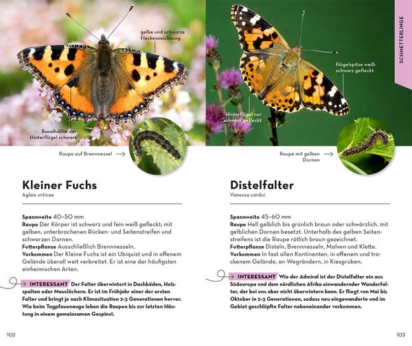 Produktbild: BASIC Insekten