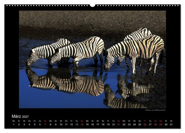 Produktbild: Wildtiere im Etosha Nationalpark (Wandkalender 2027 DIN A2 quer), CALVENDO Monatskalender