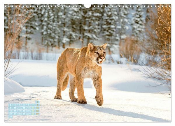Produktbild: Puma: Auf leisen Pfoten (Wandkalender 2026 DIN A3 quer), CALVENDO Monatskalender