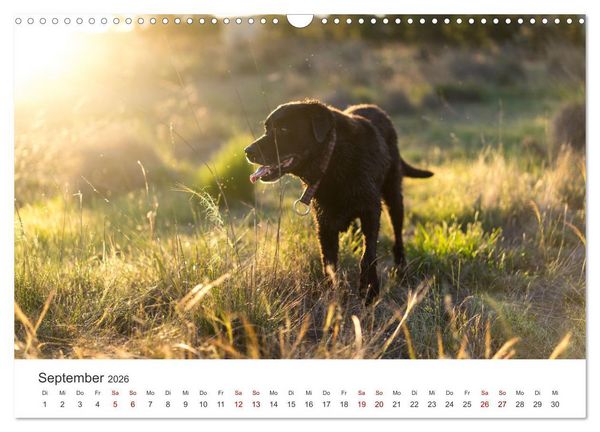 Produktbild: Labrador - Der Vierbeiner in Szene gesetzt. (Wandkalender 2026 DIN A3 quer), CALVENDO Monatskalender