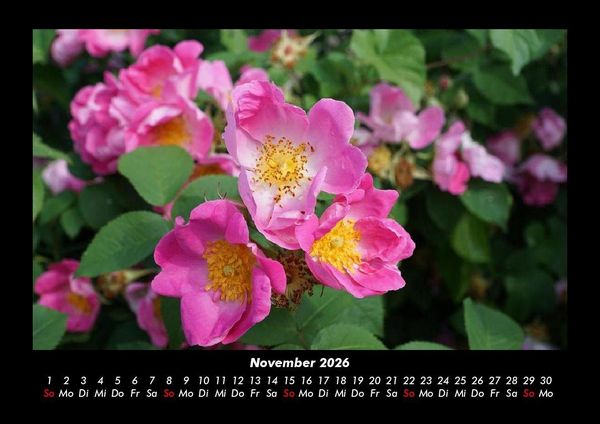 Produktbild: Rosentraum 2026 Fotokalender DIN A3
