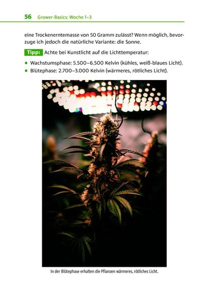 Produktbild: Cannabis zu Hause anbauen f&uuml;r Anf&auml;nger