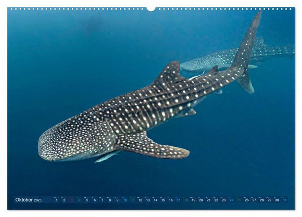 Produktbild: Big Five Australiens Buckelwal, Walhai, Orca, Quokka,K&auml;nguru (hochwertiger Premium Wandkalender 2026 DIN A2 quer), Kunstdruck in Hochglanz