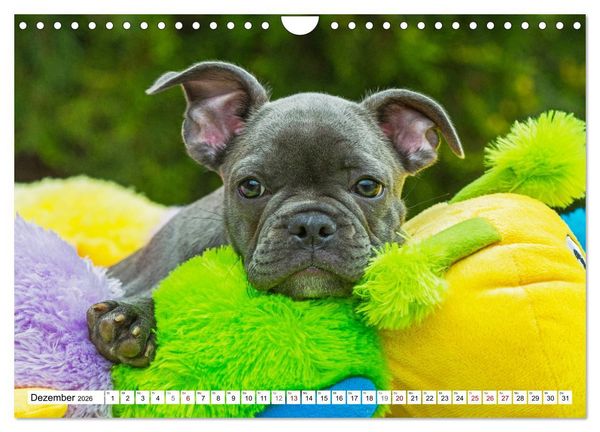 Produktbild: Kleiner Kobold Franz&ouml;sische Bulldogge (Wandkalender 2026 DIN A4 quer), CALVENDO Monatskalender