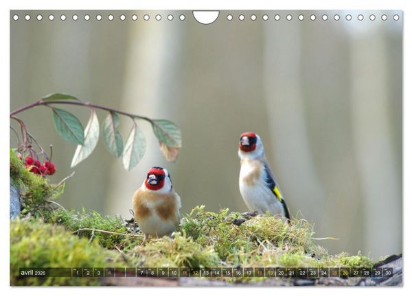 Produktbild: Chardonnerets - Portraits d'une esp&egrave;ce &eacute;blouissante (Calendrier mural 2026 DIN A4 vertical), CALVENDO calendrier mensuel