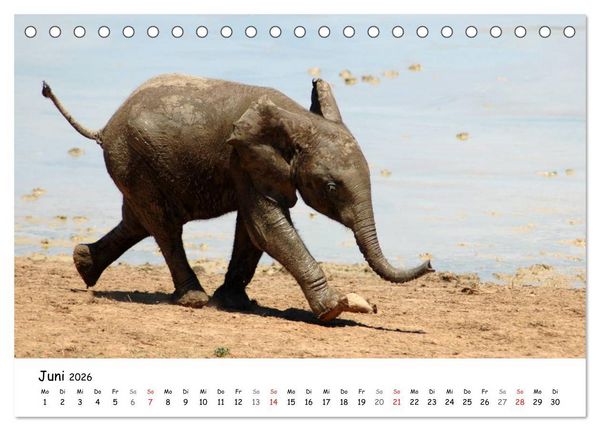 Produktbild: Afrikanische Elefanten in ADDO (Tischkalender 2026 DIN A5 quer), CALVENDO Monatskalender