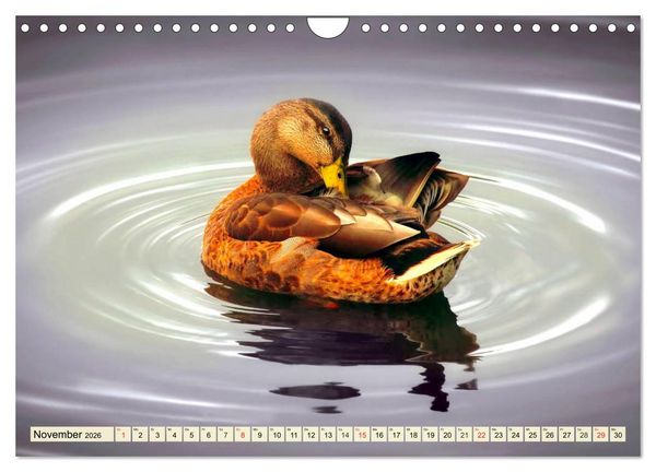 Produktbild: Enten. Beliebt, h&uuml;bsch und imposant (Wandkalender 2026 DIN A4 quer), CALVENDO Monatskalender