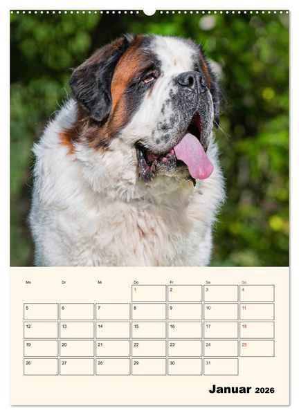 Produktbild: Bernhardiner - Mit dem St. Bernhardshund durch das Jahr (Wandkalender 2026 DIN A2 hoch), CALVENDO Monatskalender
