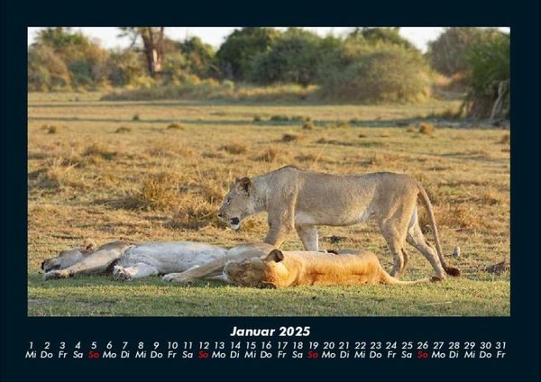 Produktbild: L&ouml;wen in der Wildnis 2025 Fotokalender DIN A4