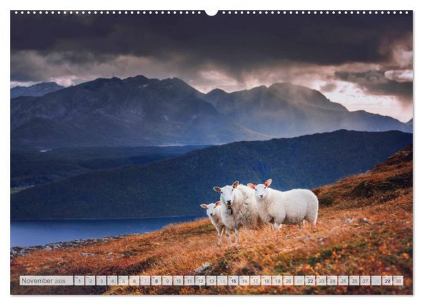 Produktbild: Schafe - Raues Wetter, weiche Wolle (hochwertiger Premium Wandkalender 2026 DIN A2 quer), Kunstdruck in Hochglanz