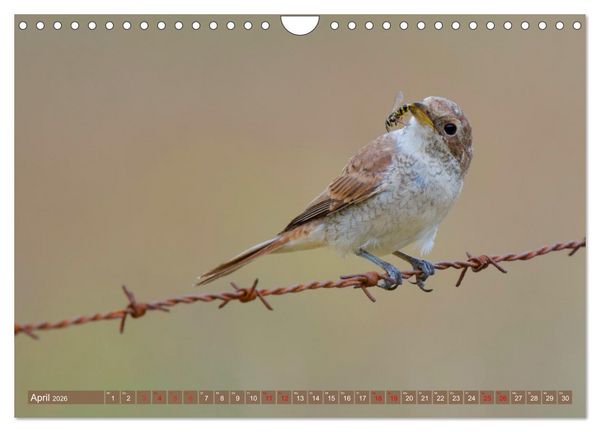 Produktbild: Geliebtes Federvieh (Wandkalender 2026 DIN A4 quer), CALVENDO Monatskalender