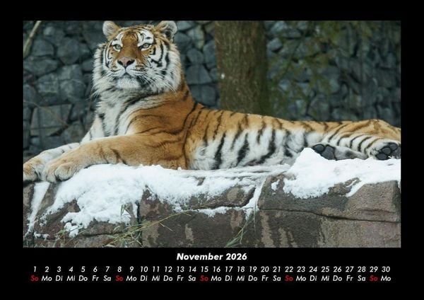 Produktbild: Tiger 2026 Fotokalender DIN A3
