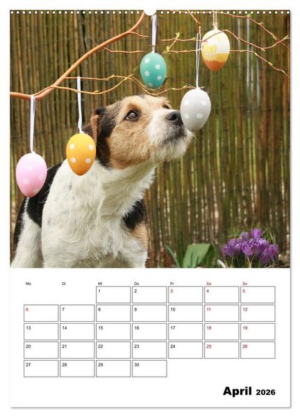 Produktbild: Tender Fellows - Parson Russell Terrier (Wandkalender 2026 DIN A2 hoch), CALVENDO Monatskalender
