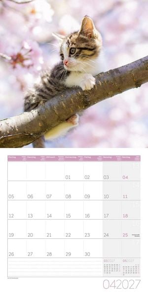 Produktbild: Katzen Kalender 2027 - 30x30 - Art12