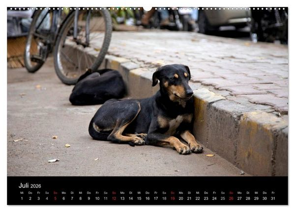 Produktbild: Stra&szlig;enhunde (hochwertiger Premium Wandkalender 2026 DIN A2 quer), Kunstdruck in Hochglanz