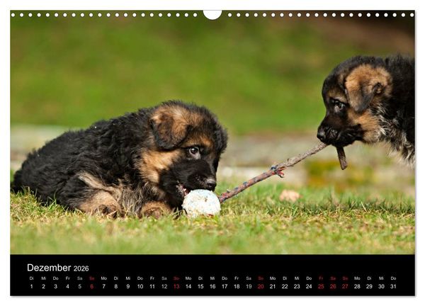 Produktbild: Deutscher Sch&auml;ferhund - Welpen (Wandkalender 2026 DIN A3 quer), CALVENDO Monatskalender