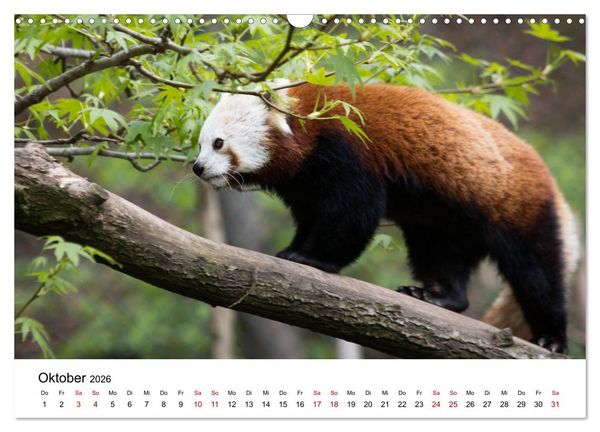 Produktbild: Rote Pandas - geschickte Kletterer (Wandkalender 2026 DIN A3 quer), CALVENDO Monatskalender