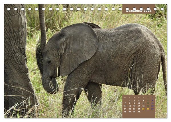 Produktbild: E wie Elefanten - verspielt und schn&uuml;ssig (Tischkalender 2026 DIN A5 quer), CALVENDO Monatskalender
