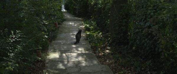 Produktbild: Kater
