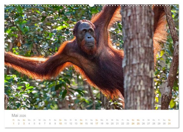 Produktbild: Orang-Utans Menschenaffen auf Borneo (hochwertiger Premium Wandkalender 2026 DIN A2 quer), Kunstdruck in Hochglanz