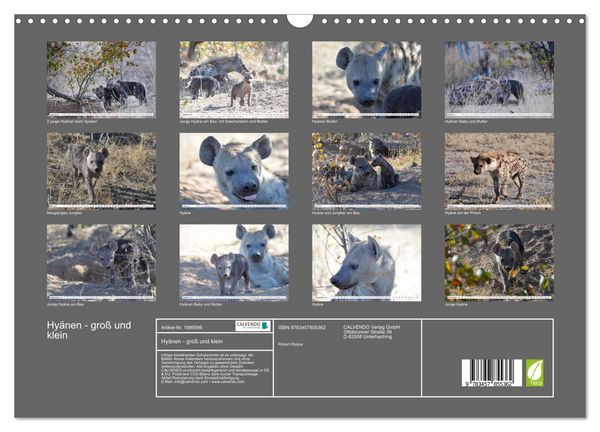 Produktbild: Hy&auml;nen - gro&szlig; und klein (Wandkalender 2026 DIN A3 quer), CALVENDO Monatskalender