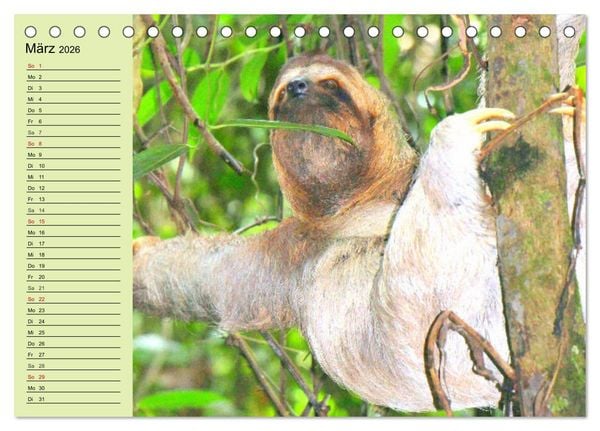 Produktbild: Der Faultier-Planer f&uuml;r mehr Ruhe und Gem&uuml;tlichkeit! (Tischkalender 2026 DIN A5 quer), CALVENDO Monatskalender