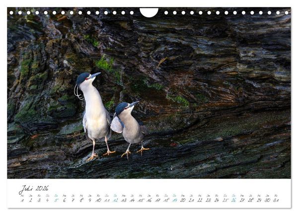 Produktbild: Tierisches von den Falklandinseln (Wandkalender 2026 DIN A4 quer), CALVENDO Monatskalender