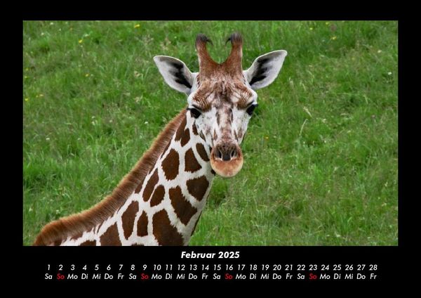 Produktbild: Giraffen 2025 Fotokalender DIN A3