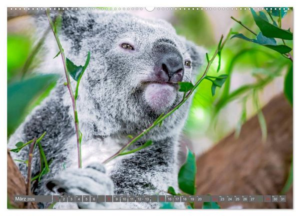 Produktbild: Koalas - Kuscheliges Symbol Australiens (Wandkalender 2026 DIN A2 quer), CALVENDO Monatskalender