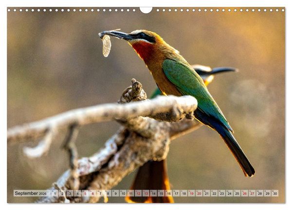 Produktbild: Namibia - Simbabwe - Botswana Leben zwischen W&uuml;ste und Wildnis (Wandkalender 2026 DIN A3 quer), CALVENDO Monatskalender