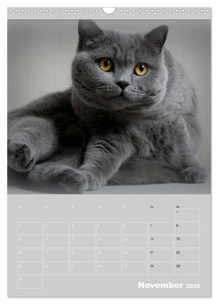 Produktbild: Graue Engel - Britischkurzhaar-Katzen (Wandkalender 2026 DIN A3 hoch), CALVENDO Monatskalender