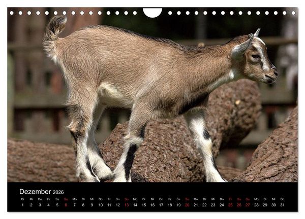 Produktbild: Zwergziegen (Wandkalender 2026 DIN A4 quer), CALVENDO Monatskalender