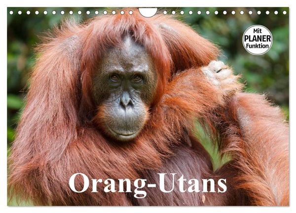 Produktbild: Orang-Utans (Wandkalender 2026 DIN A4 quer), CALVENDO Monatskalender