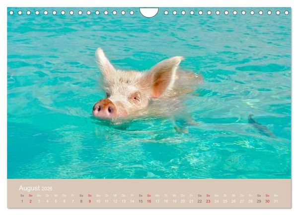 Produktbild: Schwimmende Schweine auf den Bahamas! (Wandkalender 2026 DIN A4 quer), CALVENDO Monatskalender