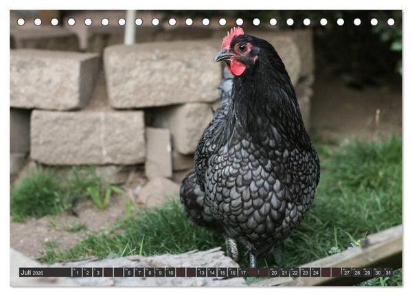 Produktbild: H&uuml;hner im eigenen Garten (Tischkalender 2026 DIN A5 quer), CALVENDO Monatskalender