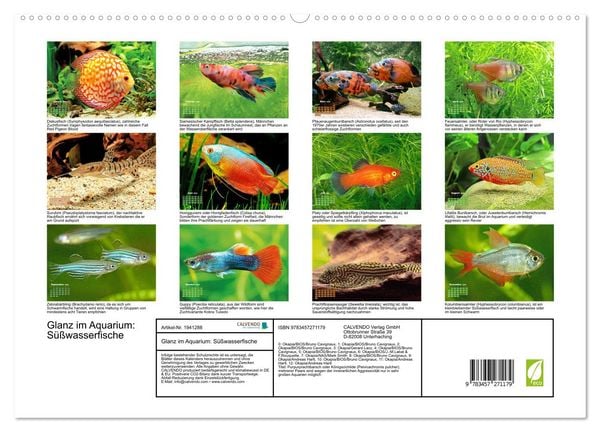 Produktbild: Glanz im Aquarium: S&uuml;&szlig;wasserfische (hochwertiger Premium Wandkalender 2026 DIN A2 quer), Kunstdruck in Hochglanz