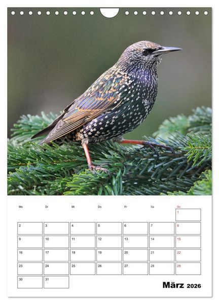 Produktbild: Bezaubernde V&ouml;gel im heimischen Garten (Wandkalender 2026 DIN A4 hoch), CALVENDO Monatskalender