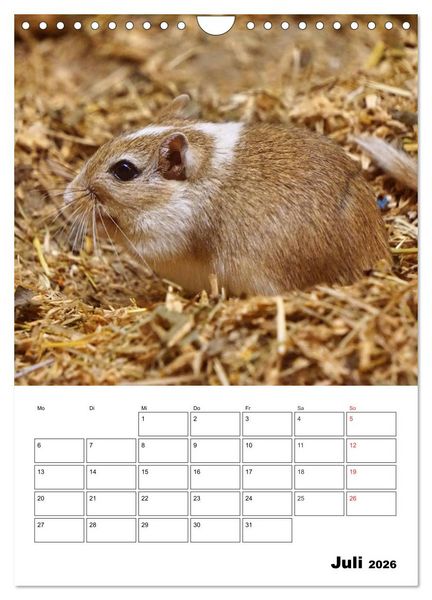 Produktbild: Lustige Rennm&auml;use (Wandkalender 2026 DIN A4 hoch), CALVENDO Monatskalender