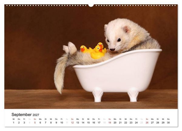 Produktbild: Frettchen - Ferrets (hochwertiger Premium Wandkalender 2027 DIN A2 quer), Kunstdruck in Hochglanz