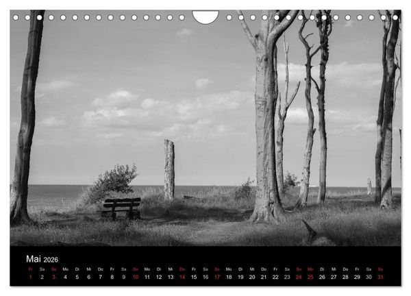 Produktbild: B&auml;ume trees 2026 (Wandkalender 2026 DIN A4 quer), CALVENDO Monatskalender