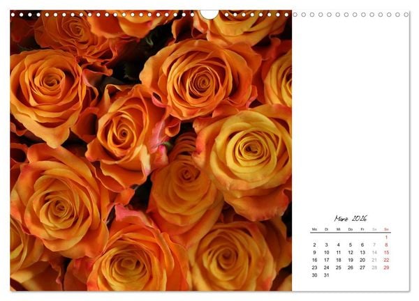 Produktbild: Die vielen Gesichter der Rosen (Wandkalender 2026 DIN A3 quer), CALVENDO Monatskalender