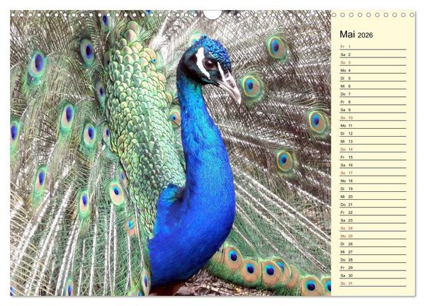 Produktbild: Pfaue. Pr&auml;chtig und schillernd (Wandkalender 2026 DIN A3 quer), CALVENDO Monatskalender