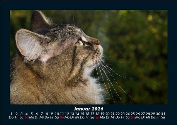 Produktbild: F&uuml;r Katzenfreunde 2026 Fotokalender DIN A5