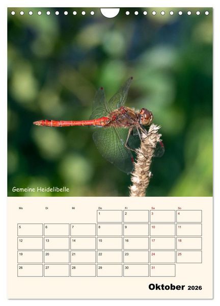 Produktbild: Libellen - Flugk&uuml;nstler in Bayern (Wandkalender 2026 DIN A4 hoch), CALVENDO Monatskalender