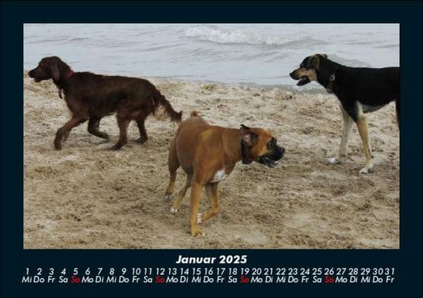 Produktbild: Der Hundekalender 2025 Fotokalender DIN A5
