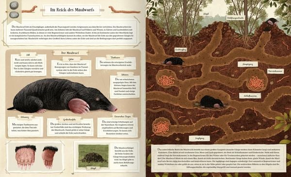 Produktbild: Tierisch gut gebaut &ndash; Von Nestern, H&ouml;hlen und anderen Tierwohnungen