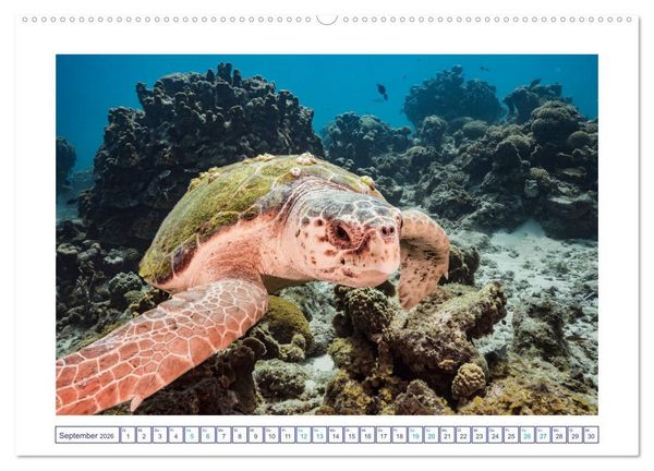 Produktbild: Begegnung mit Meeresschildkr&ouml;ten (hochwertiger Premium Wandkalender 2026 DIN A2 quer), Kunstdruck in Hochglanz